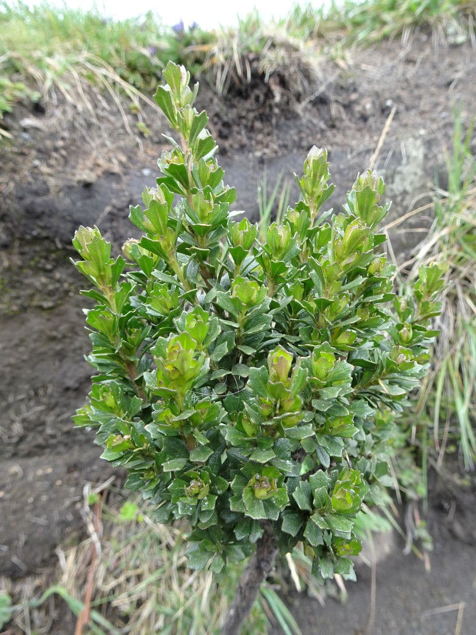 Baccharis 4