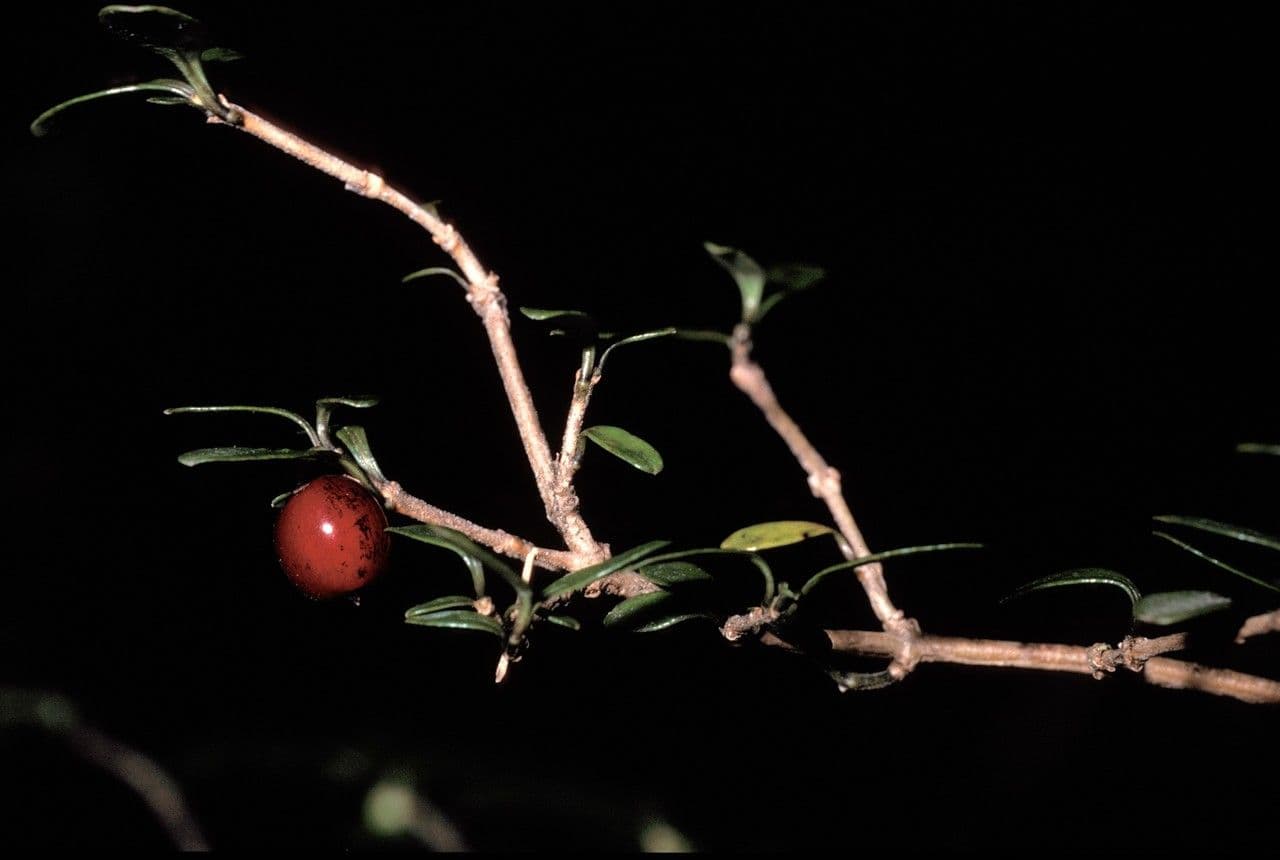 Coprosma Propinqua