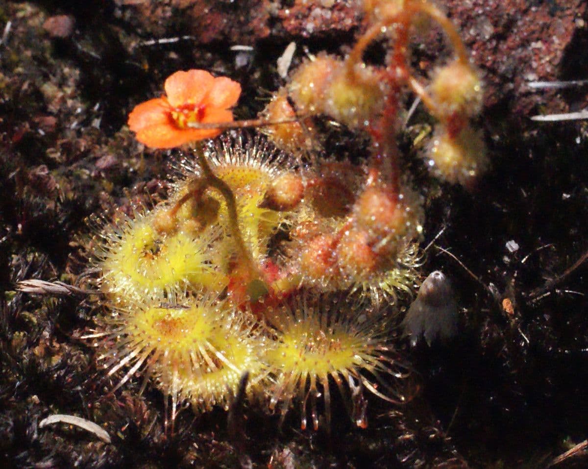 Drosera glanduligera 8
