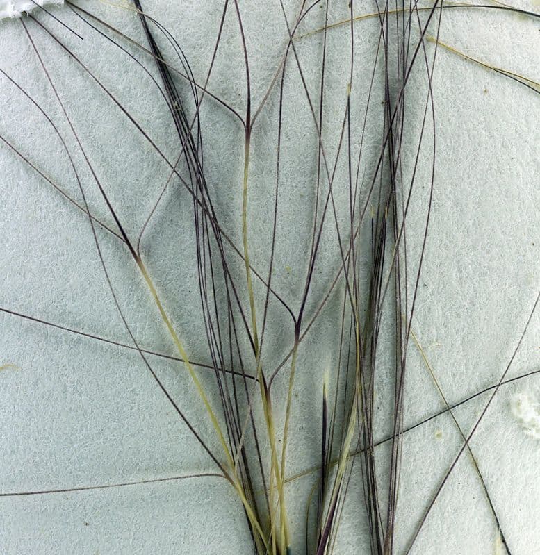 Aristida californica