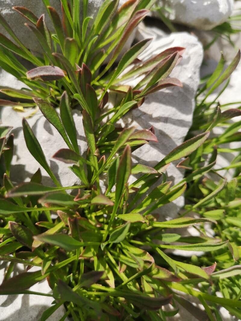Erysimum rhaeticum 15