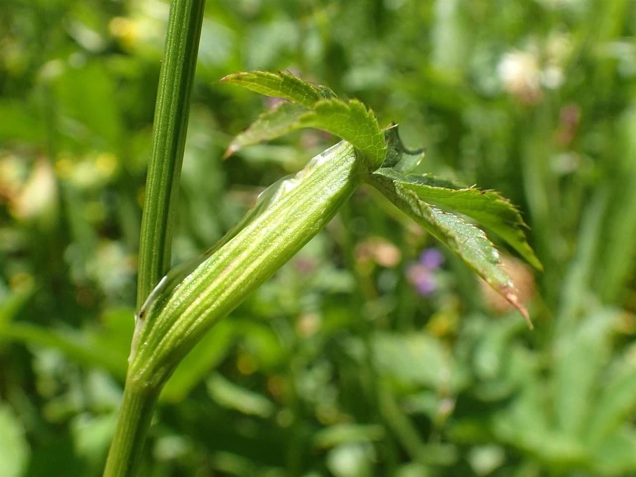 Große Sterndolde 4