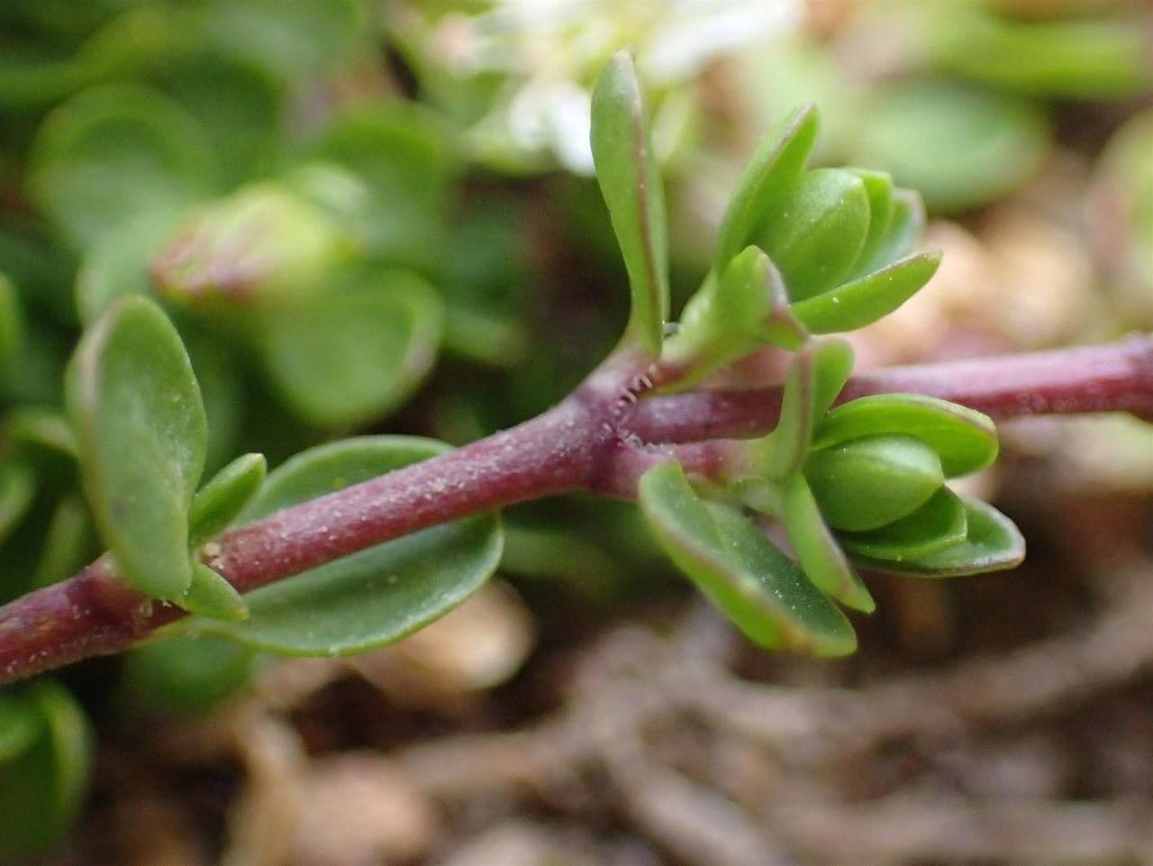 Arenaria biflora 17