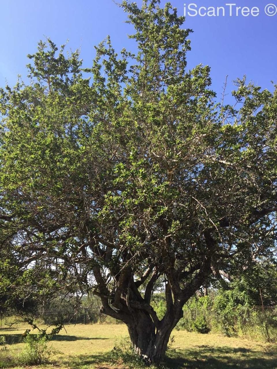 Brechnuss madagaskarische 10