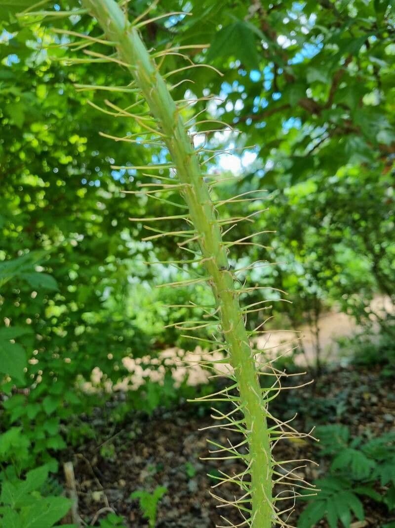 Psian palinacanthum 19