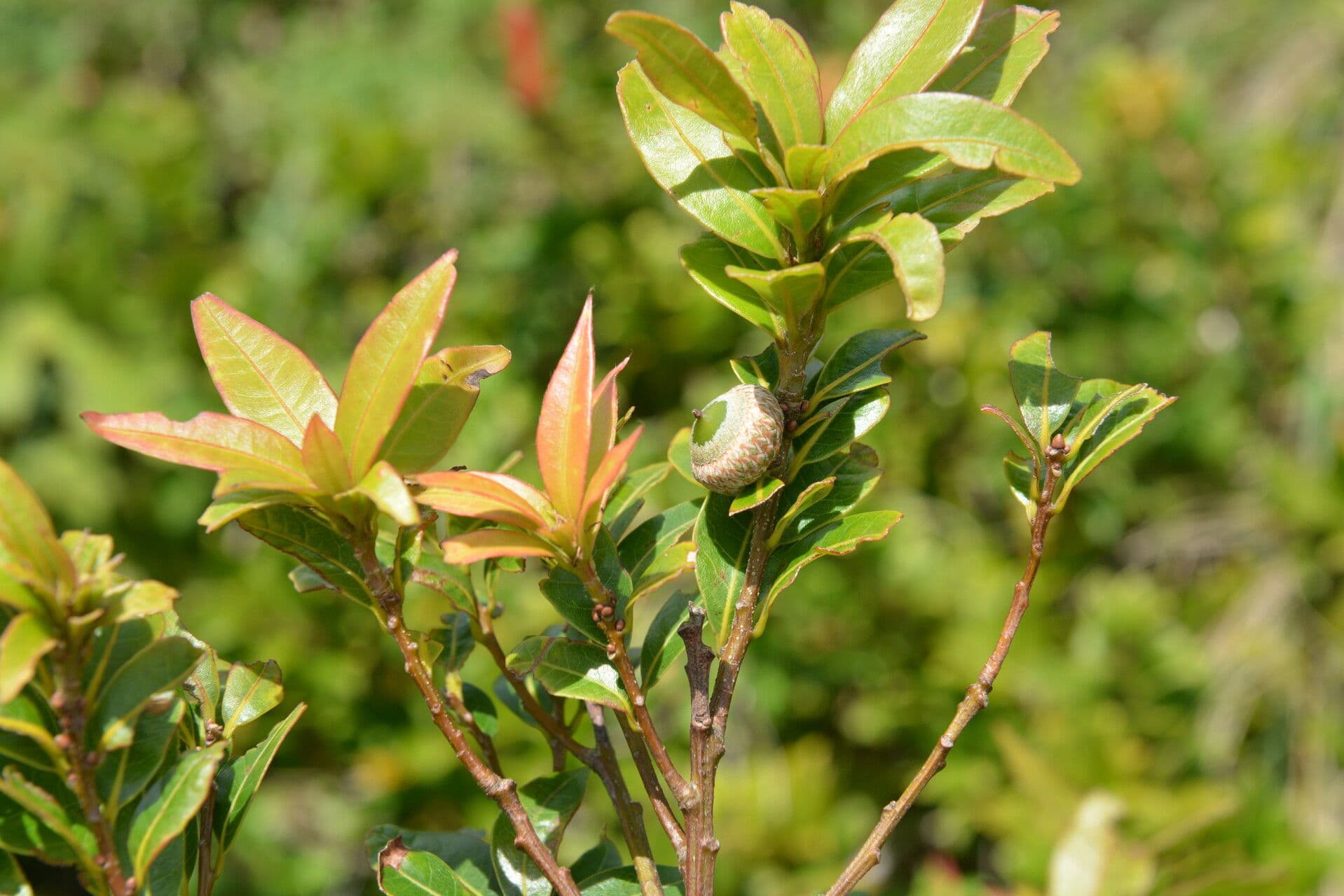 Quercia 8