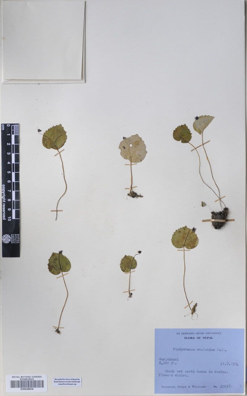 Platystemma 7