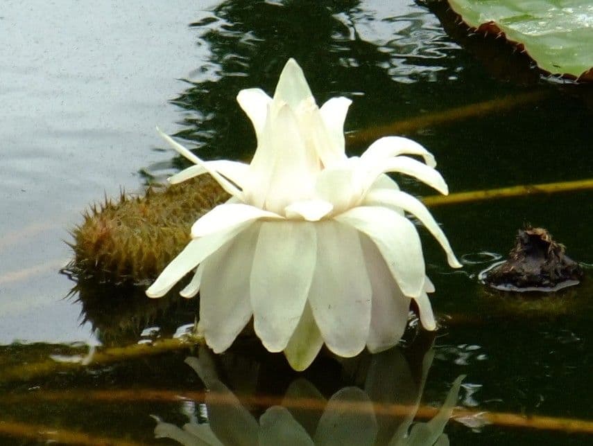 Kreuzblättrige Seerose 4