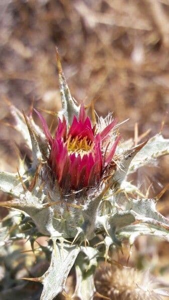 Carlina lanata 8