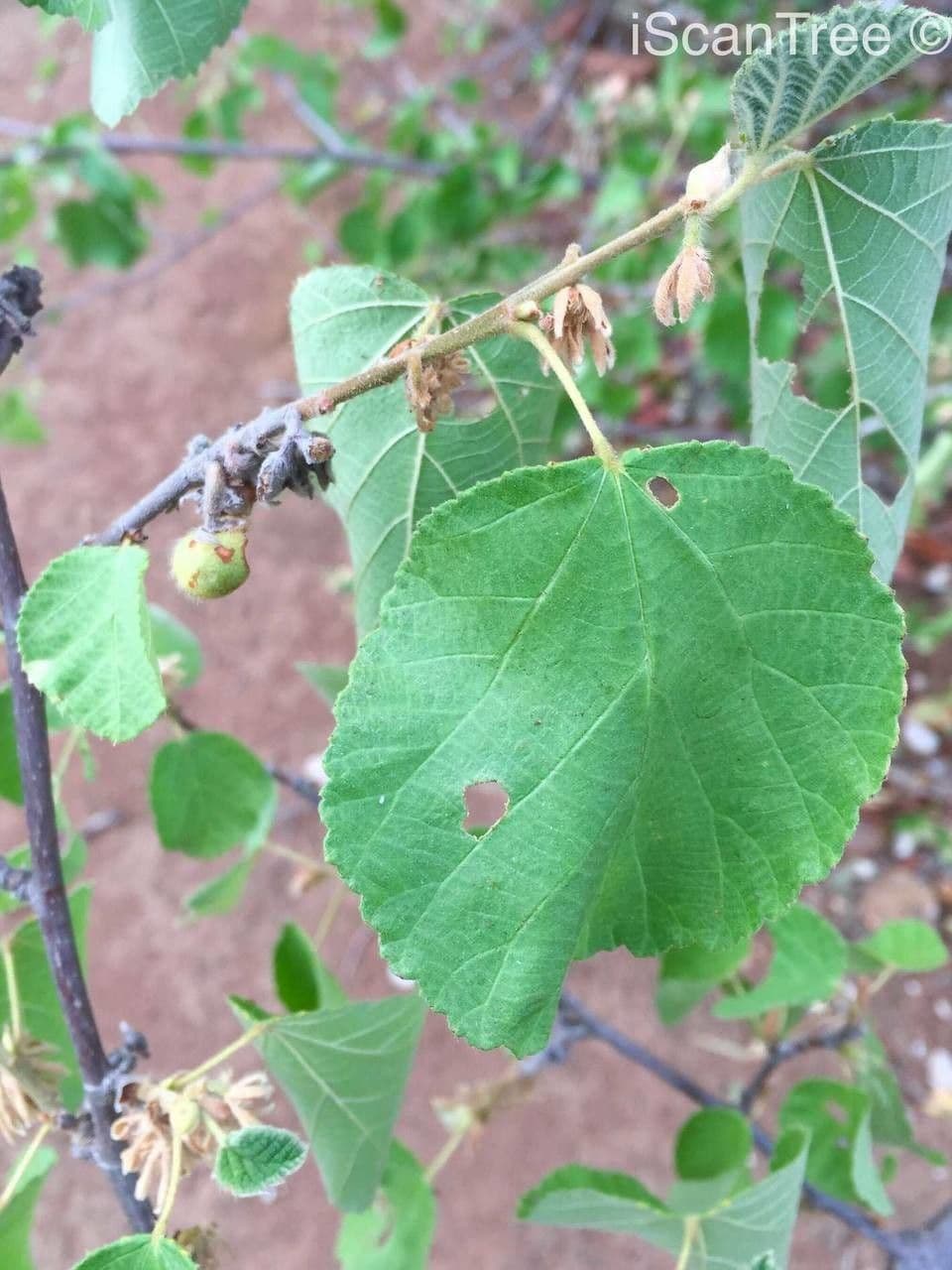 Grewia 12