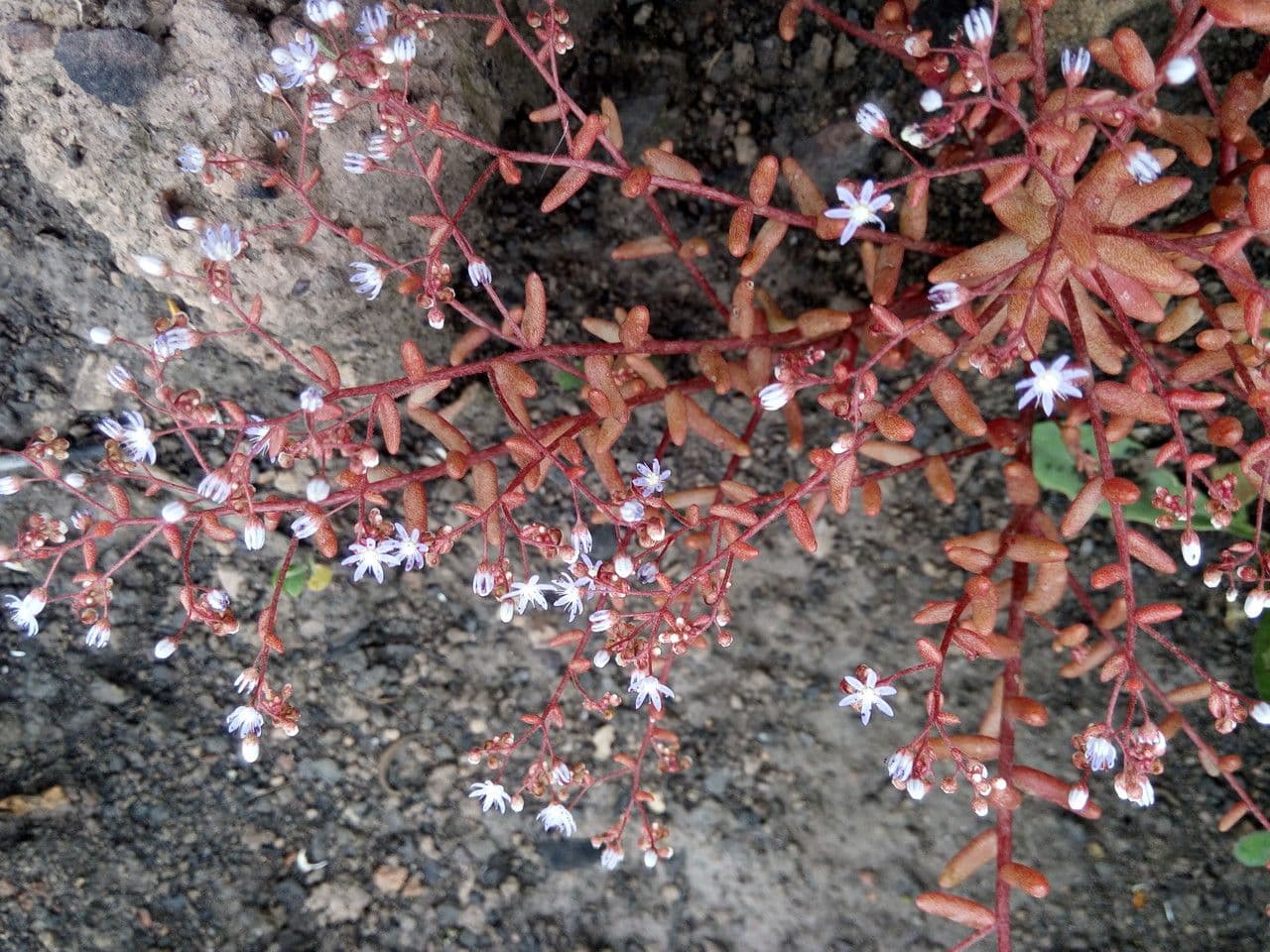 Borracina cerulea 23