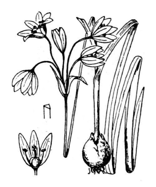 Aglio pendulo 18