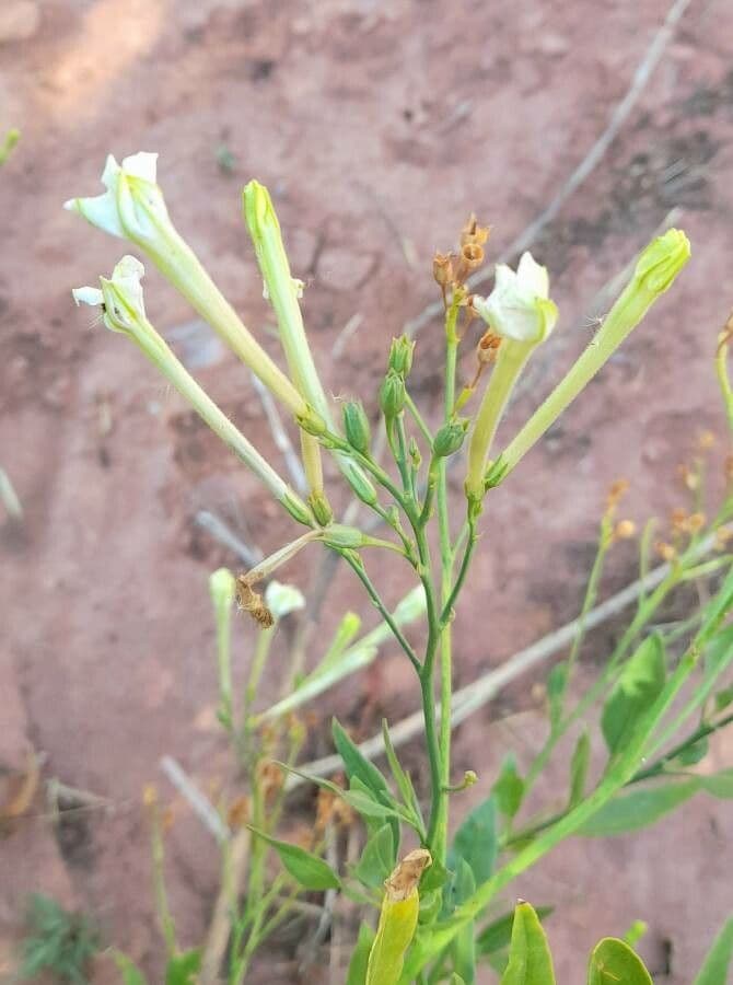Nicotiana 8
