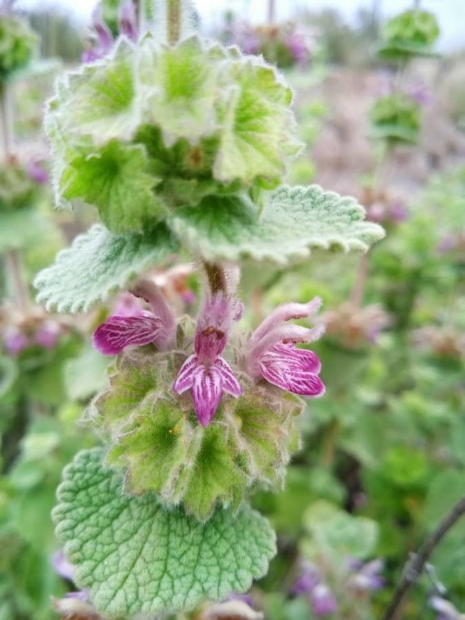Miodunka kosmata 6