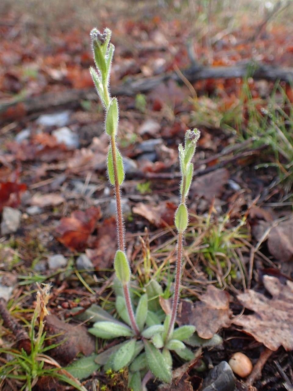Arabis ciliata 13