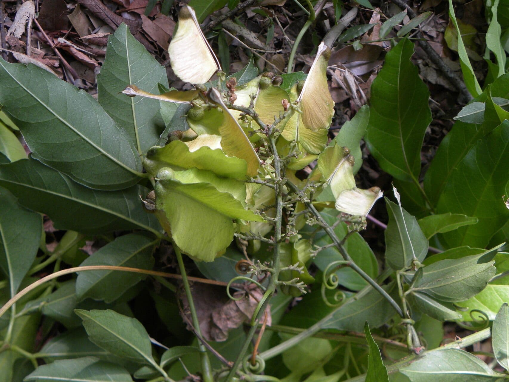 Serjania