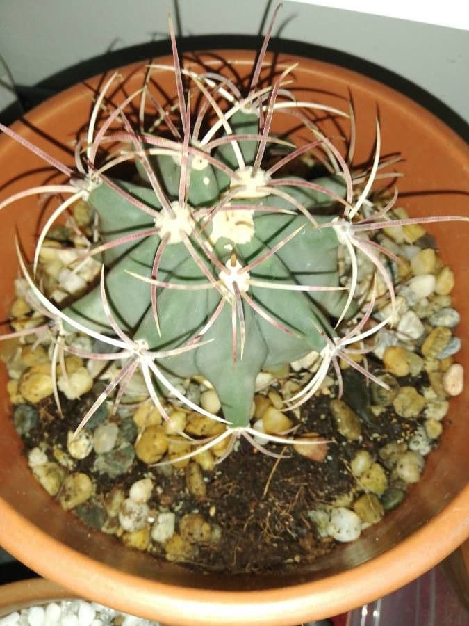 Cactus a botte di Emory 24