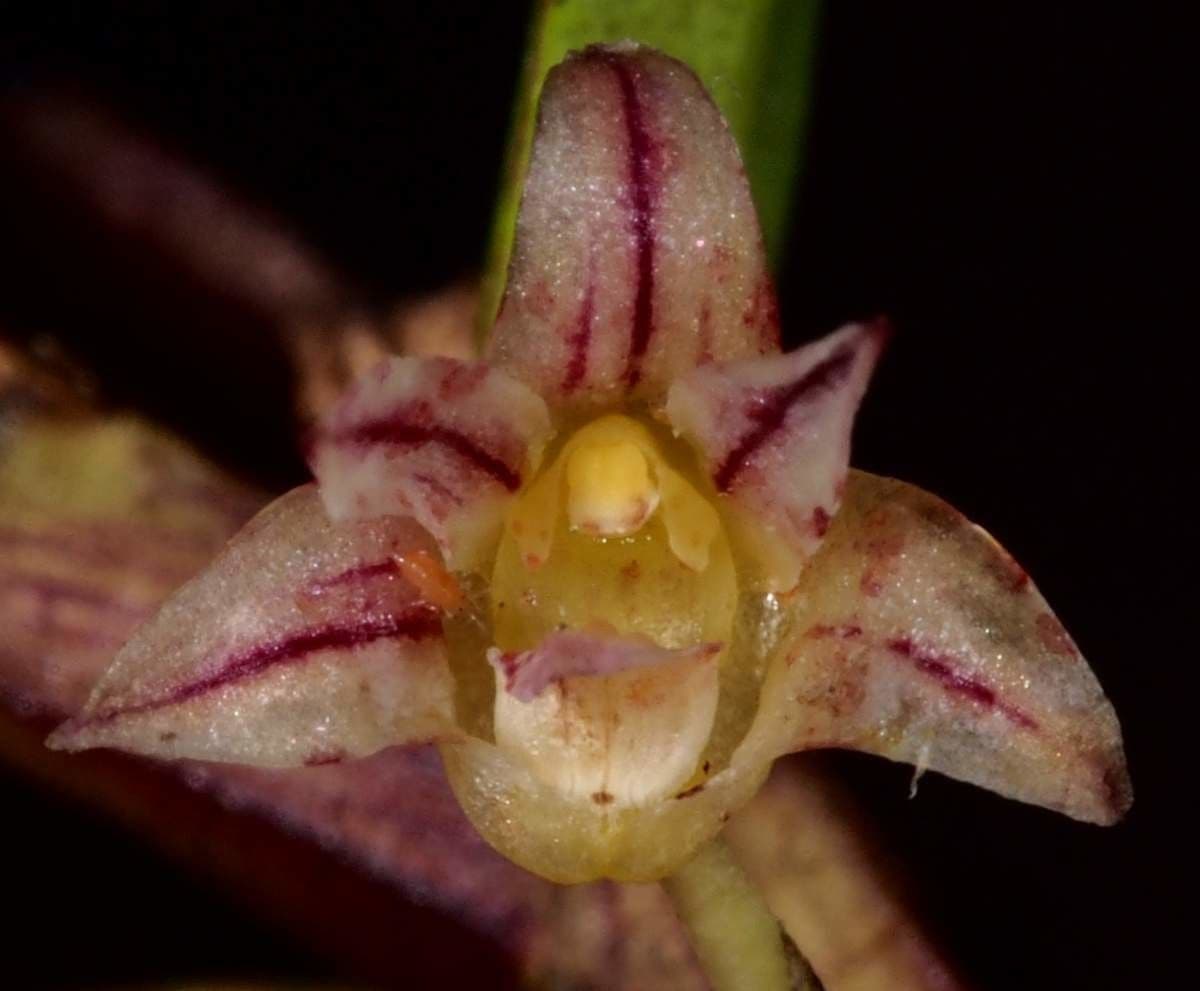 Dendrobium 9