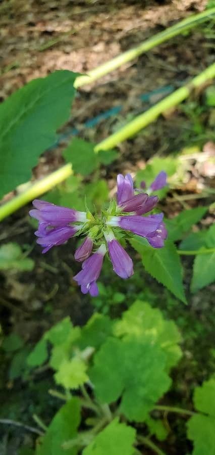 Sägeblättrige Bartblume 5
