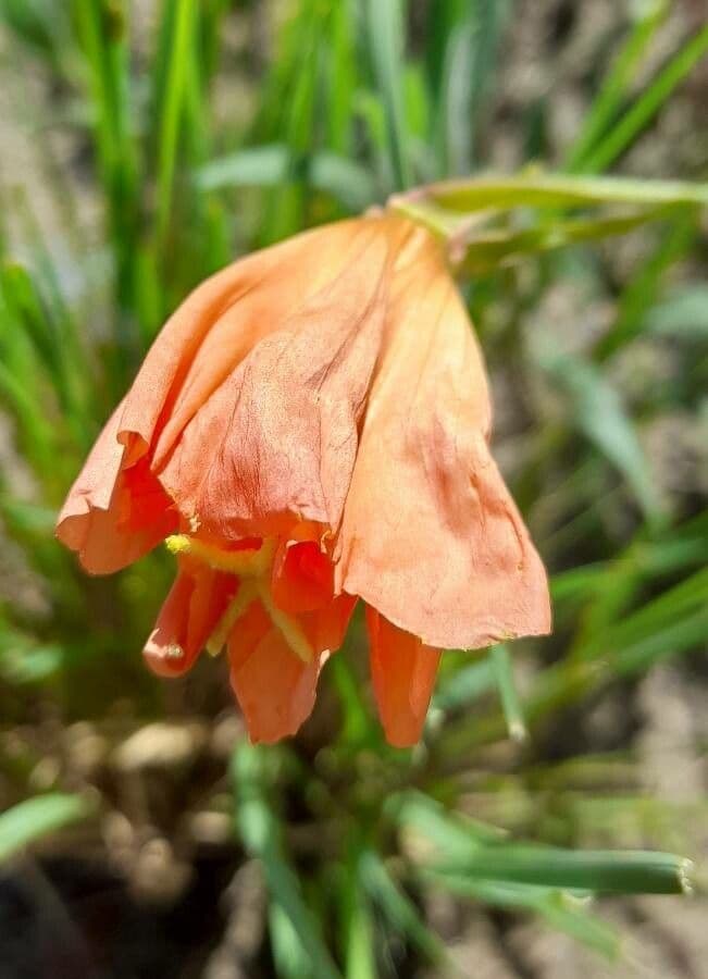 Onagre à fleurs longues 5