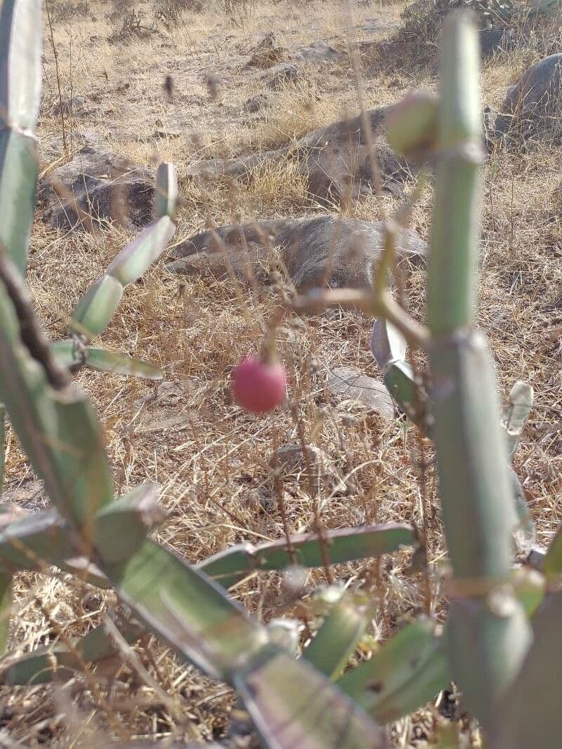 Cissus
