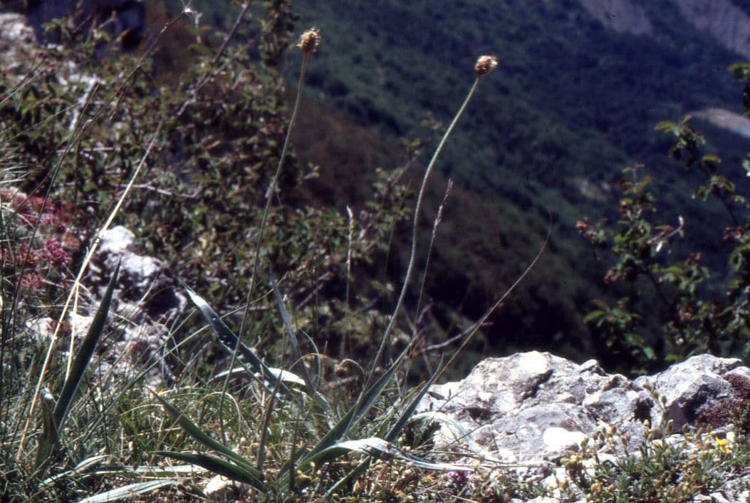 Piantaggine 13
