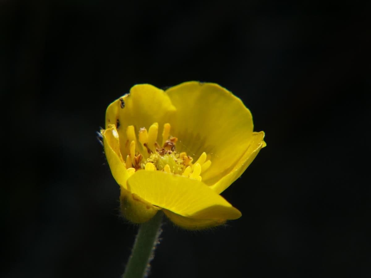 Ranuncolo 4