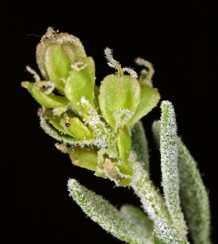 Grayia spinosa 2
