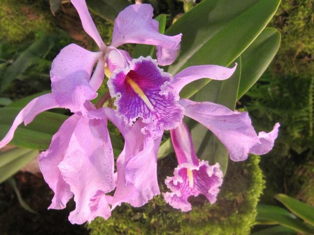 Cattleya