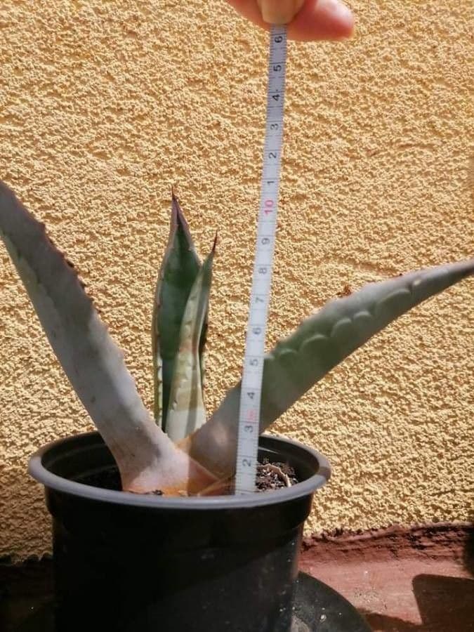 Agave pulquera 9