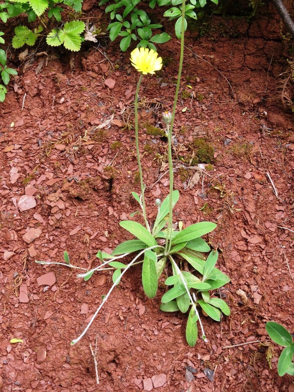 Pelosella 15