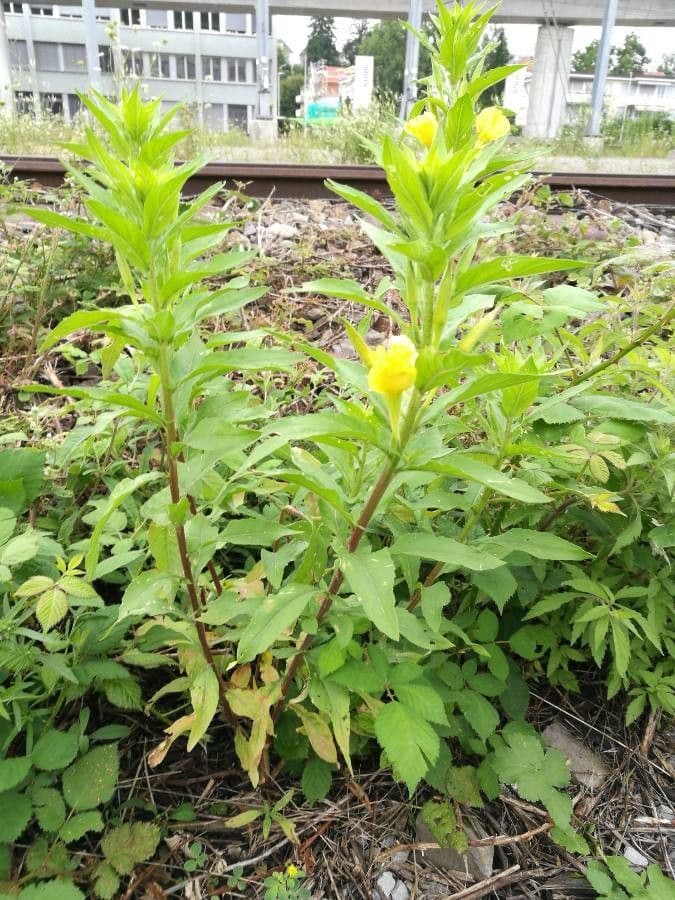 Enagra parviflora 15