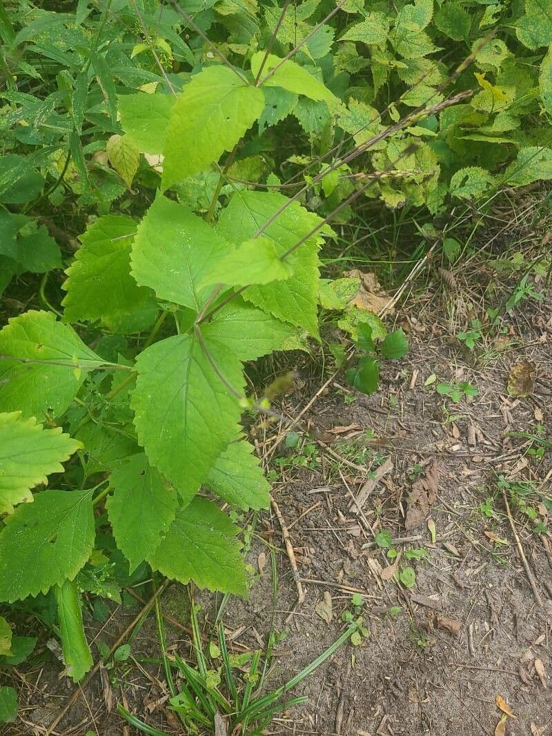 Phryma leptostachya 7