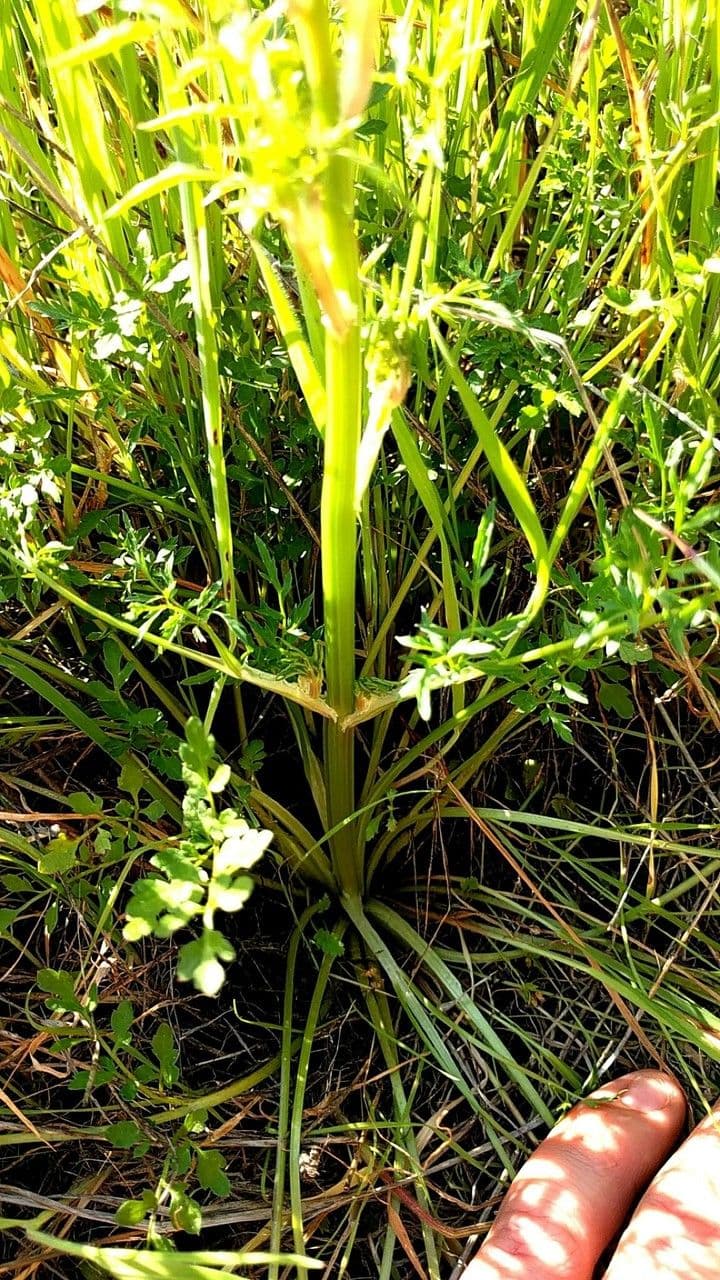 Sanicula dvoupírová 8