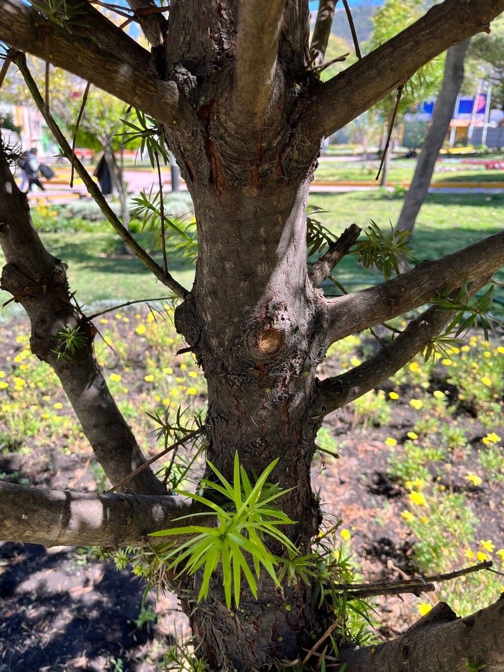 Podocarpus 14