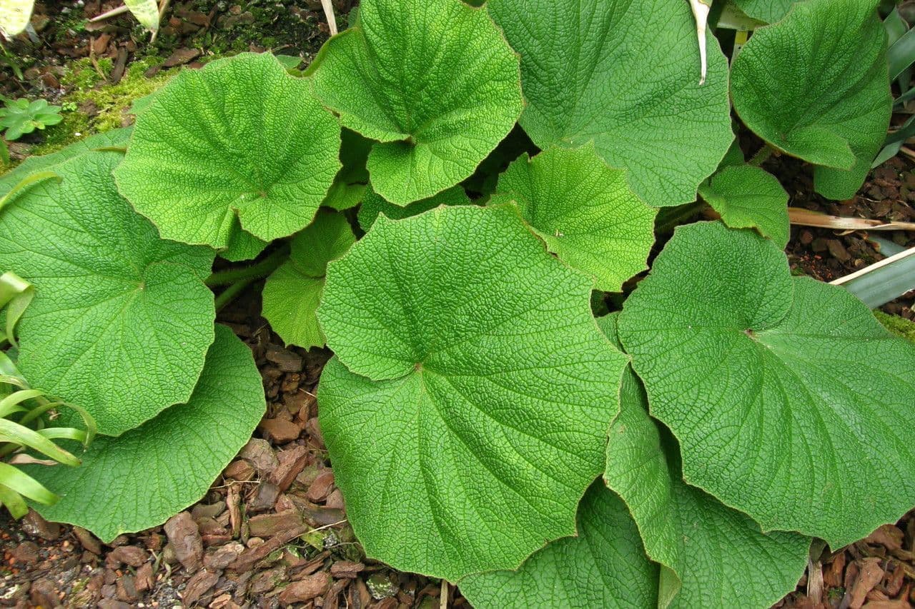 Begonia 5