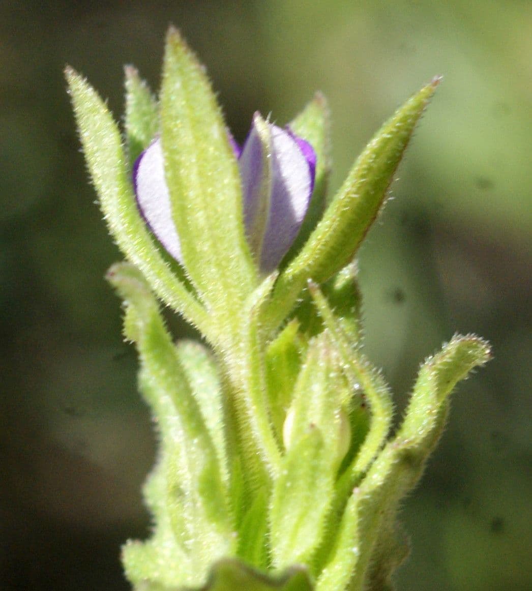 Legousia hybrida 17
