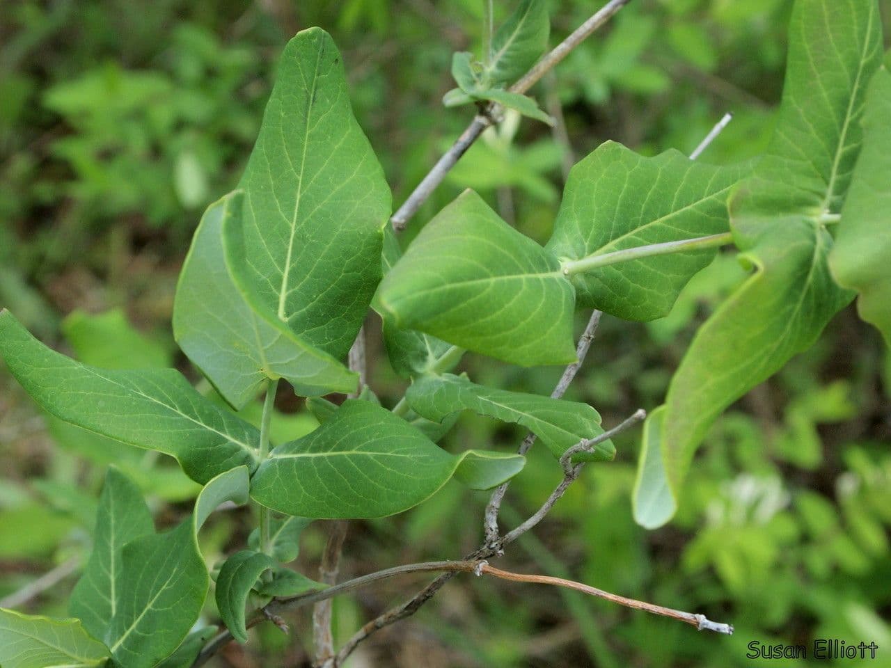 Caprifoglio dioico 11
