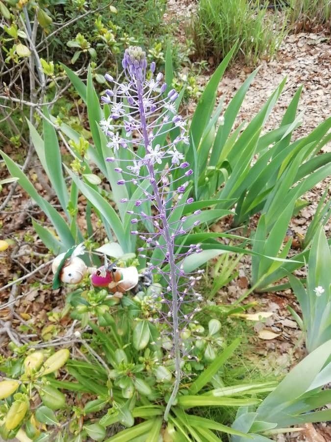 Scilla jacintina 3