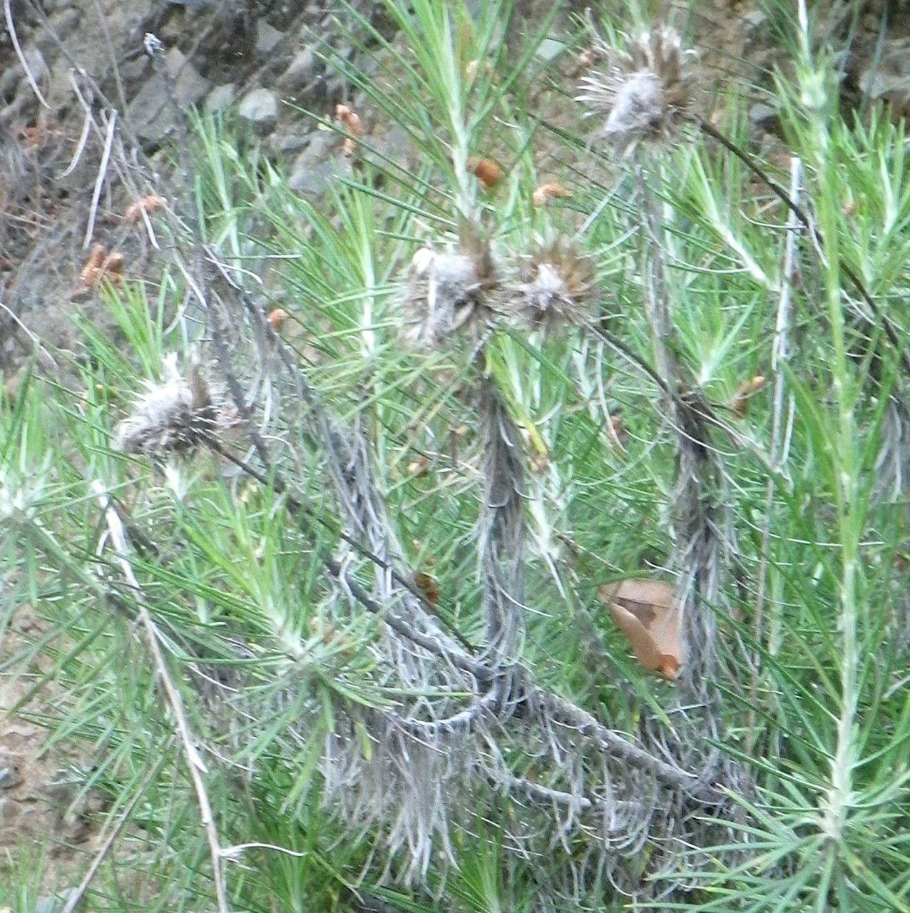 Ptilostemon chamaepeuce 5