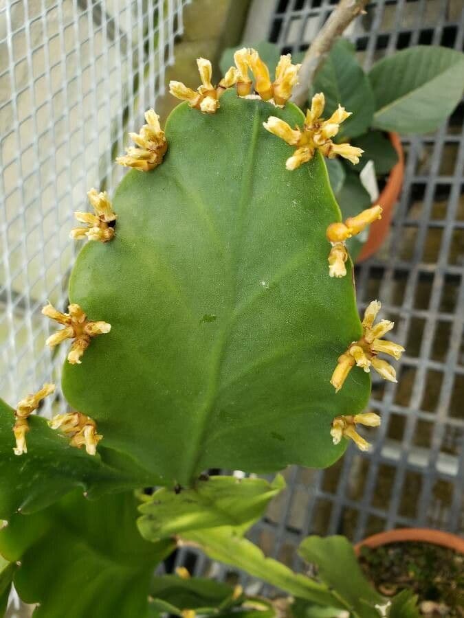 Rhipsalis 2