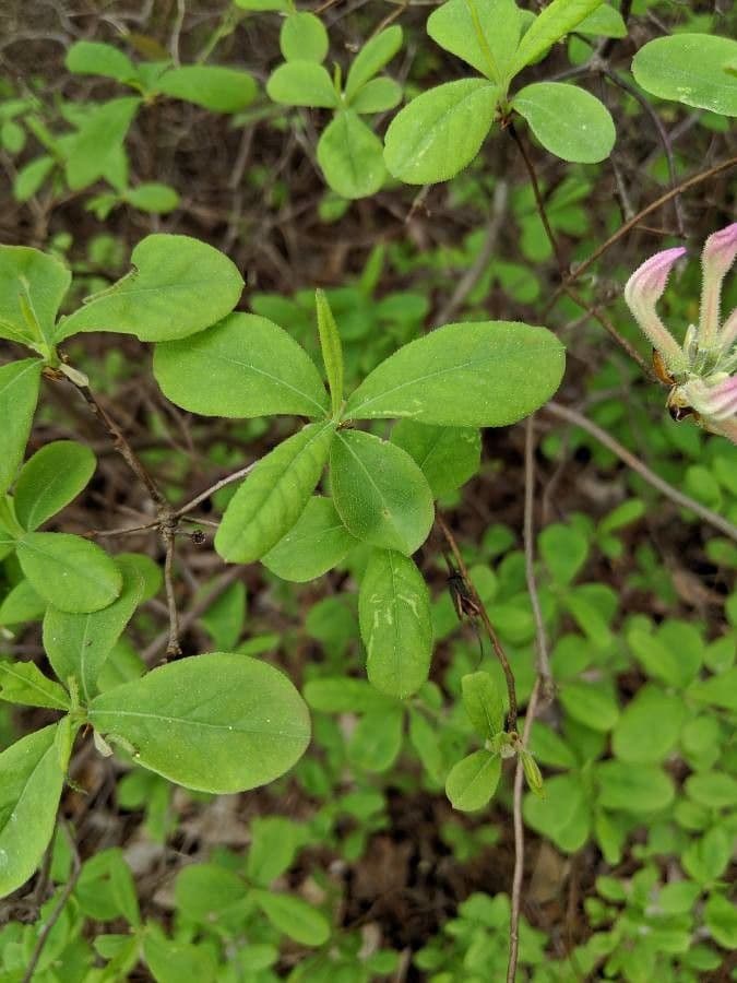 Rododendron atlantický 12