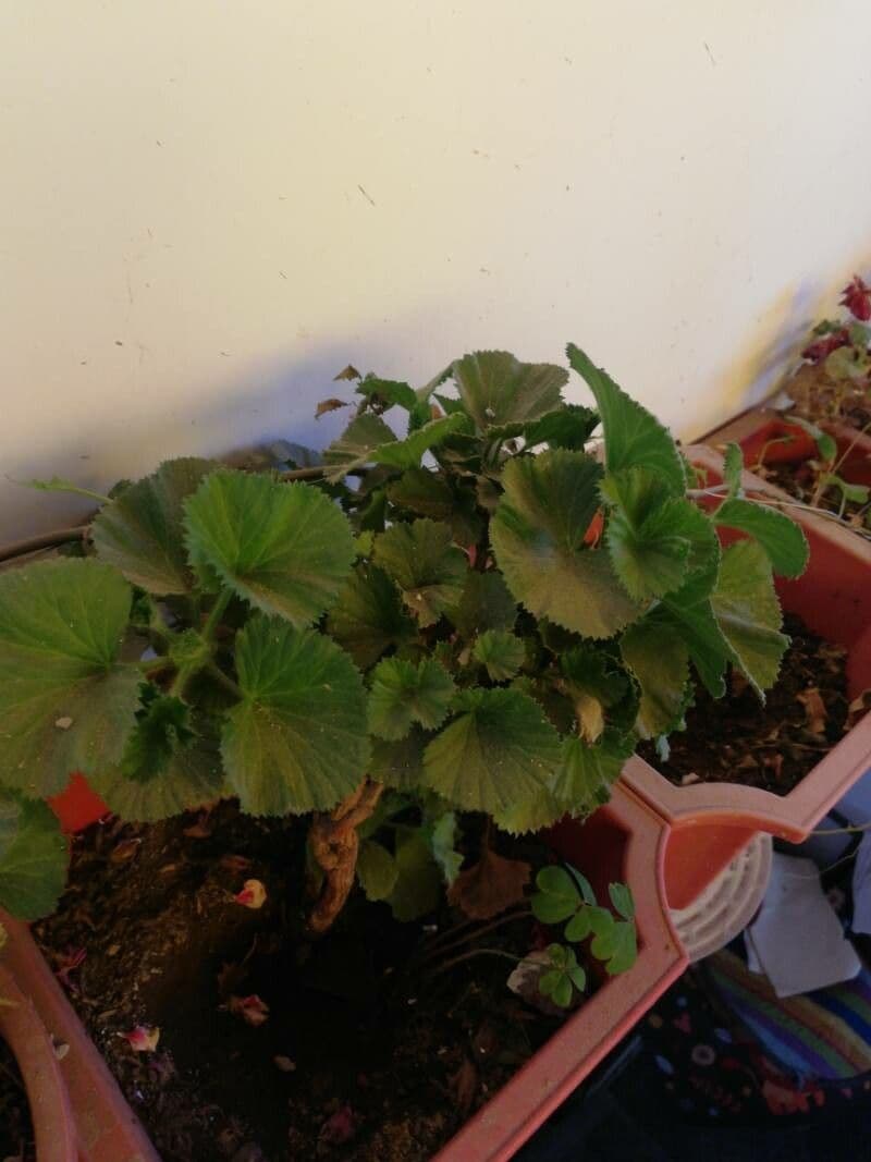 Geranium 11