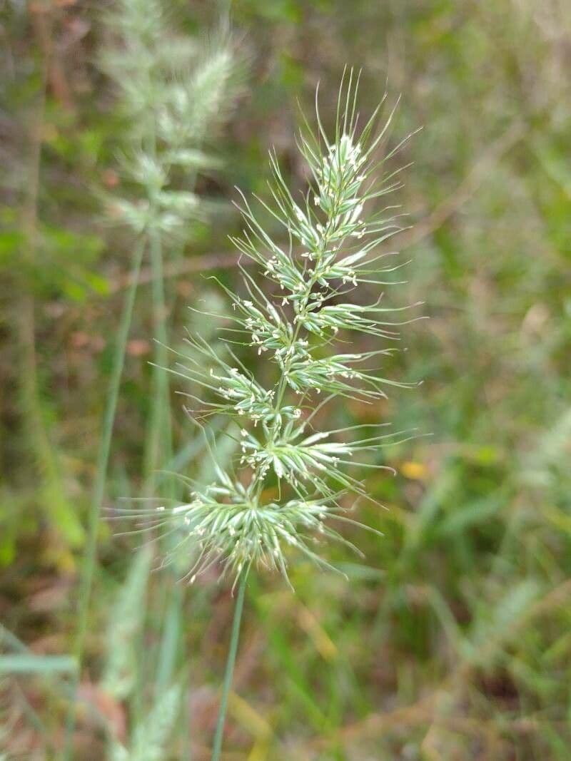 Herbe hérisson cespiteuse