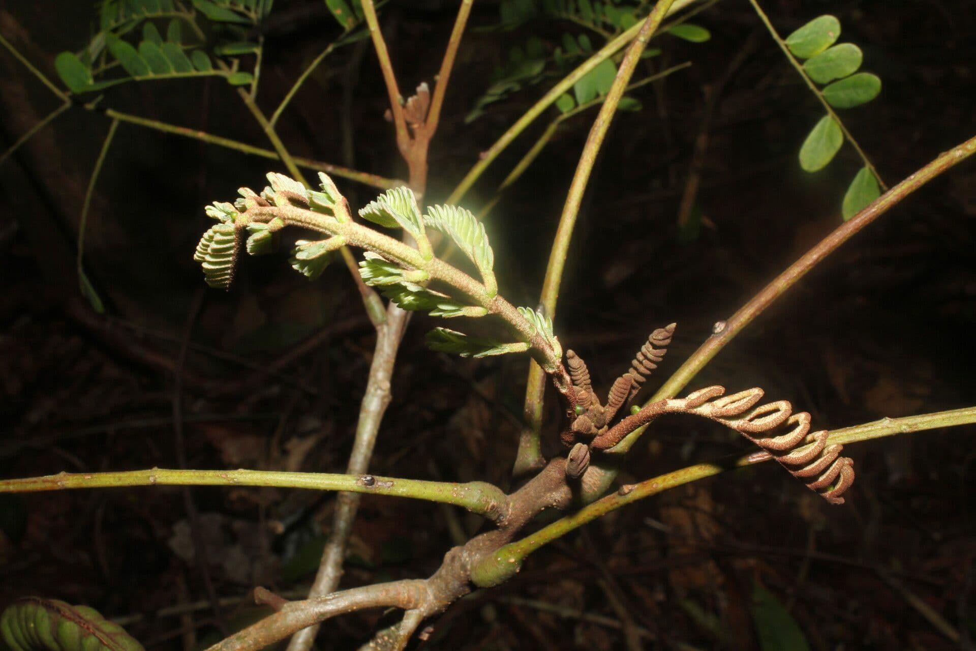 Stryphnodendron 6