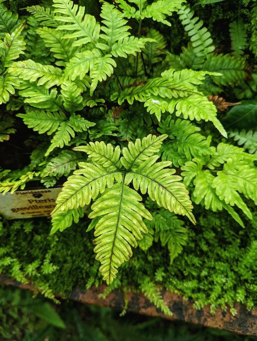 Pteris Greville'a 5