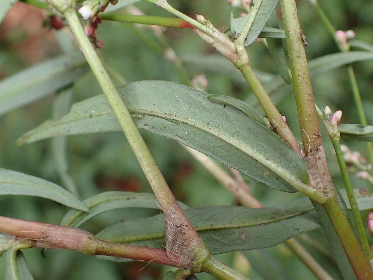 Poligono minore 21