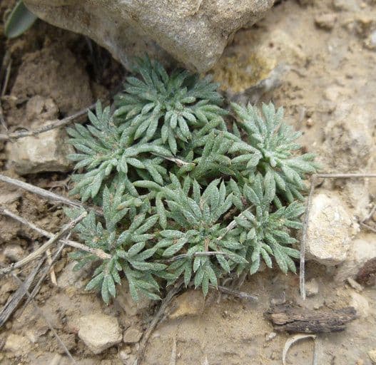 Ipomopsis congesta 10