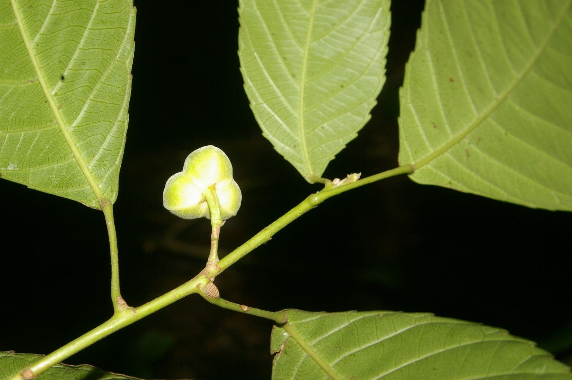 Cleidion 3