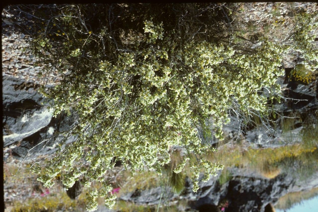 Purshia tridentata 23